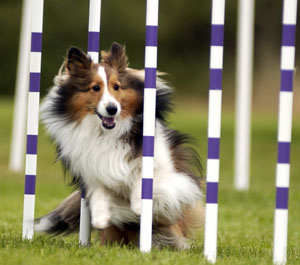 http://www.offthebeatenpath-photos.com/images/Dog_Agility.jpg